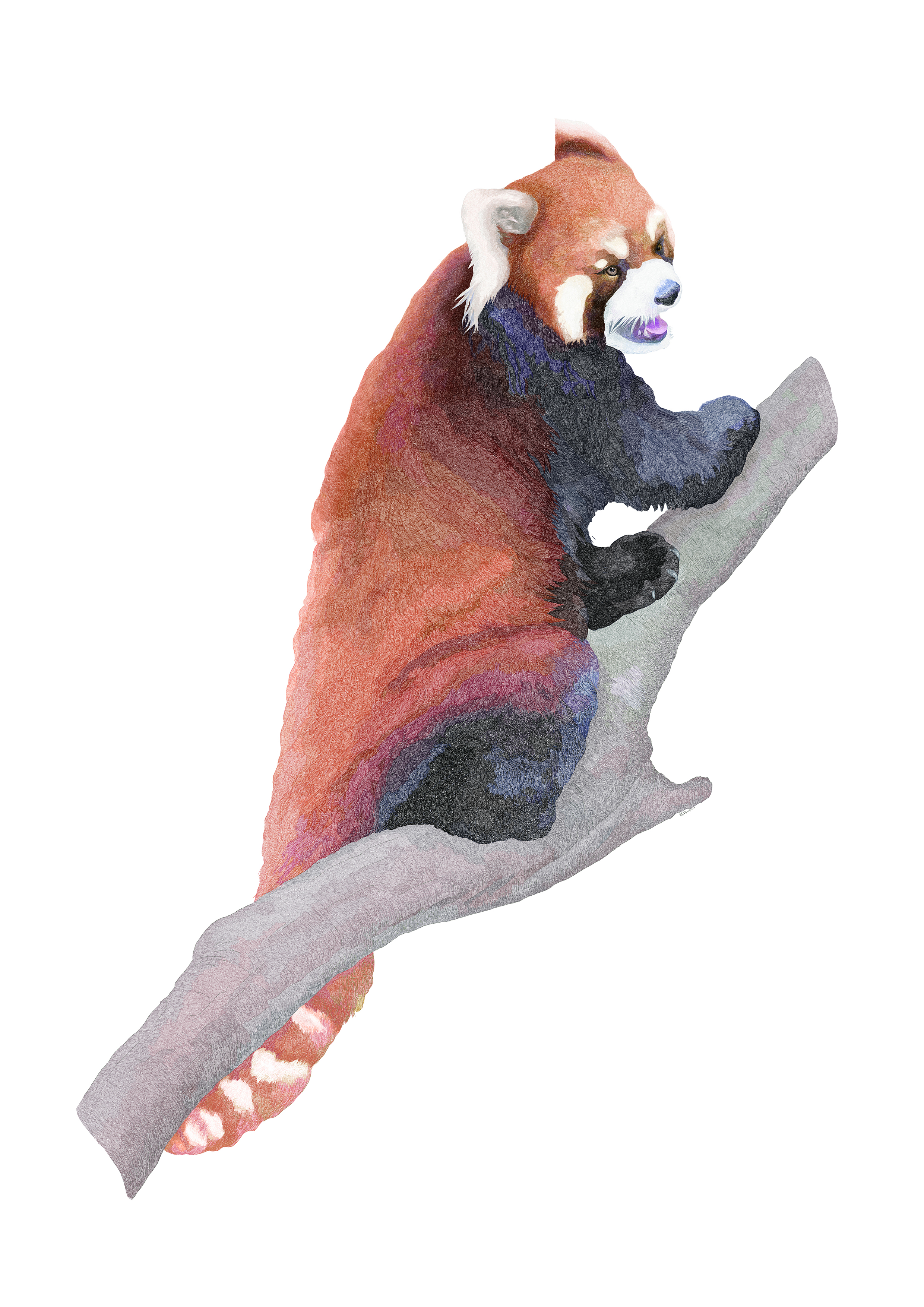 《热带雨林·云南5-1 》综合画种·插画  29.7x42cm  2016-2019 陈钧.jpg