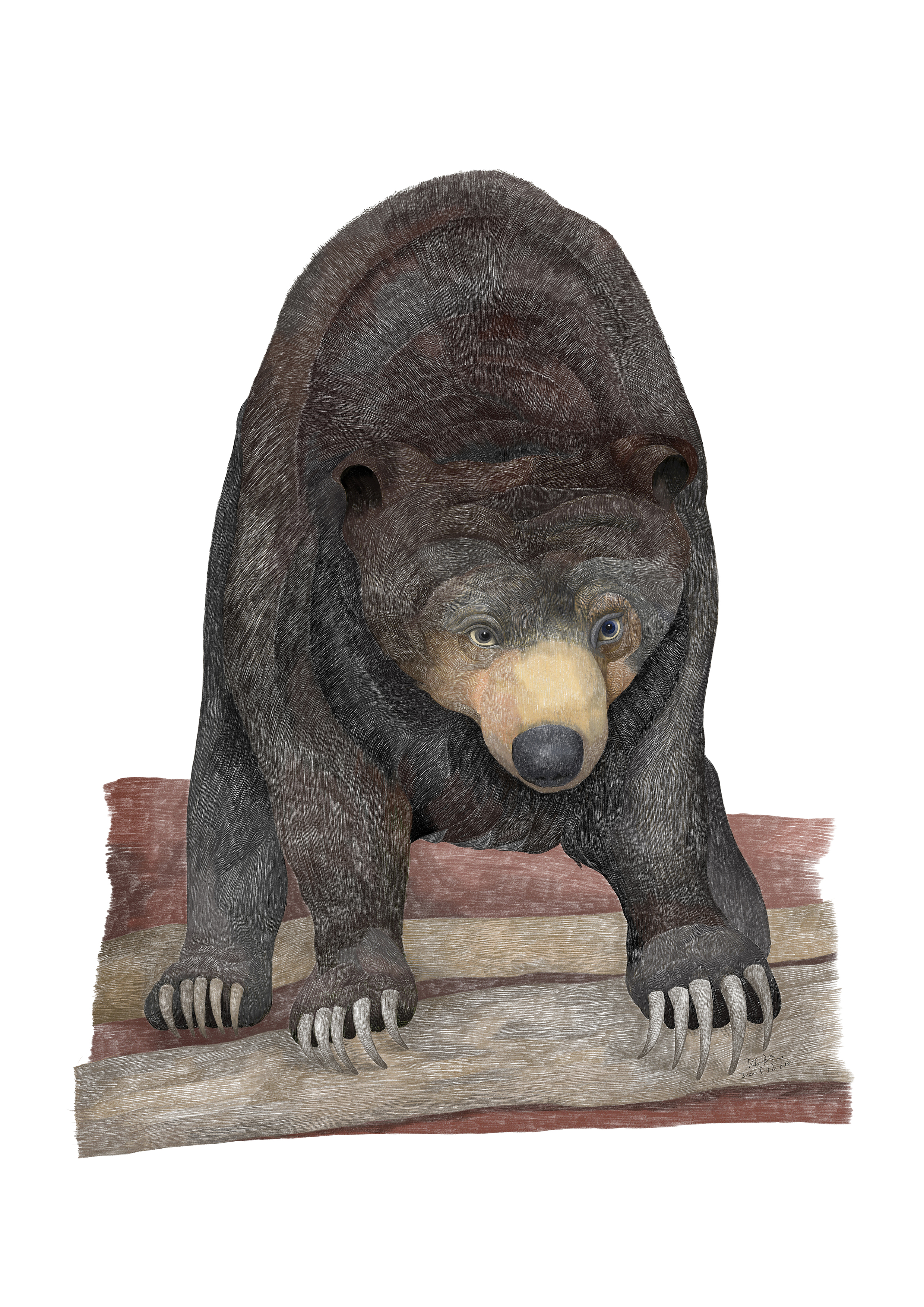 《热带雨林·云南4-1  》综合画种·插画  29.7x42cm  2016-2019 陈钧.jpg